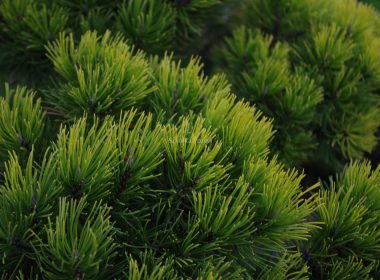Pinus mugo (sosna górska) 'Ophir'