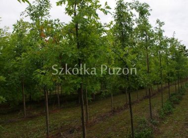 Quercus palustris (dąb błotny)
