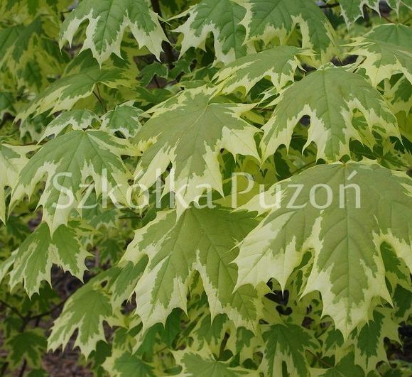 Acer platanoides (klon zwyczajny) 'Drummondii'