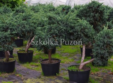 Juniperus squamata (jałowiec łuskowy) 'Meyeri' (formowany)