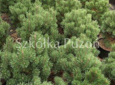Pinus mugo (sosna górska) 'Mini Mops'
