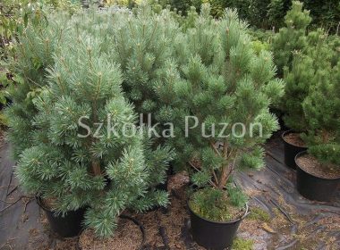 Pinus sylvestris (sosna pospolita) 'Watereri'
