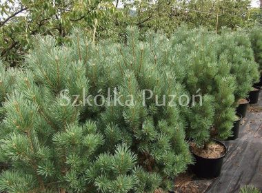 Pinus sylvestris (sosna pospolita) 'Watereri'