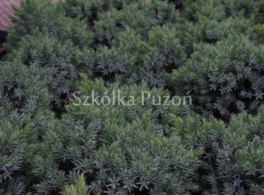 Juniperus squamata (jałowiec łuskowy) 'Blue Star'