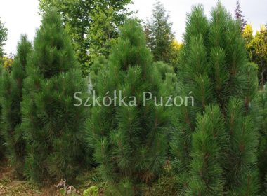 Pinus nigra (sosna czarna) 'Fastigiata RENII'