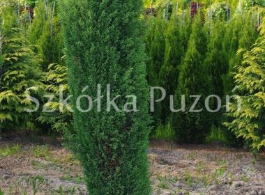 Juniperus communis (jałowiec pospolity) 'Suecica'