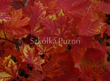 Acer platanoides (klon zwyczajny) 'Crimson Gold' (jesień)