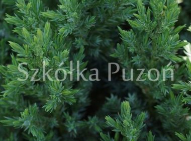 Juniperus chinensis (jałowiec chiński) 'Stricta'