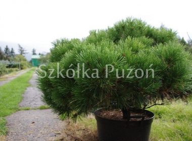 Pinus nigra (sosna czarna) 'Brepo'