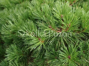 Pinus nigra (sosna czarna) 'Brepo'