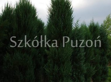 Juniperus scopulorum (jałowiec skalny) 'Skyrocket'
