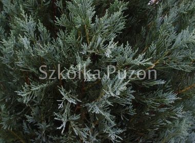 Juniperus scopulorum (jałowiec skalny) ''Blue Arrow'