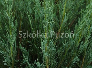 Juniperus scopulorum (jałowiec skalny) 'Skyrocket'
