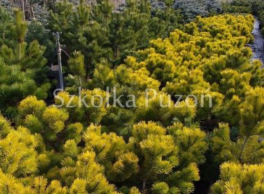 Pinus mugo (sosna górska) 'Winter Gold' (zimą)