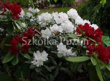 Rhododendron (różanecznik)
