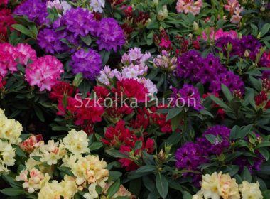 Rhododendron (różanecznik)