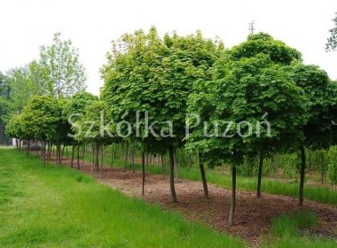 Acer platanoides (klon zwyczajny) 'Globosum'
