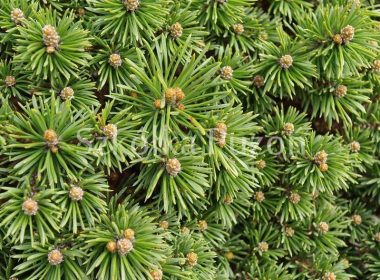 Pinus mugo (sosna górska) 'Litomysl'