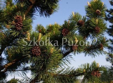 Pinus sylvestris (sosna pospolita)