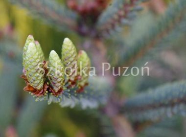 Picea nigra (świerk czarny) 'Nana'