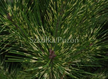 Pinus densiflora (Sosna gęstokwiatowa) 'Oculus Draconis'