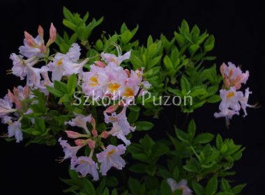 Rhododendron (azalia) 'Silver Slipper'
