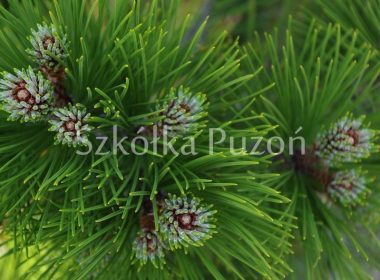 Pinus heldreichii (sosna bośniacka) 'Leucodermis'
