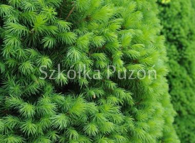 Picea glauca (świerk biały) 'Conica'
