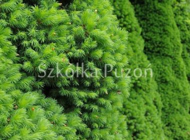 Picea glauca (świerk biały) 'Conica'