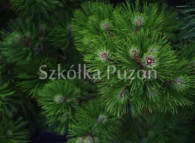 Pinus heldreichii (sosna bośniacka) 'Leucodermis'