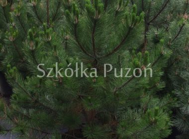 Pinus nigra (sosna czarna) 'Austriaca'