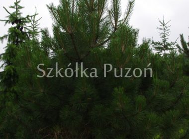 Pinus nigra (sosna czarna) 'Austriaca'