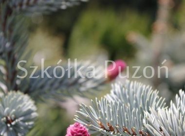 Picea pungens (świerk kłujący) 'Glauca Pendula'