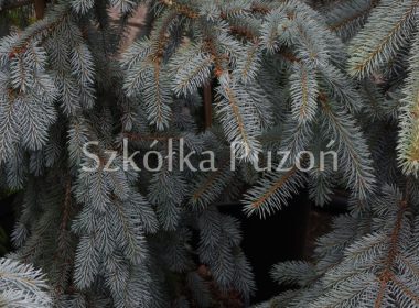 Picea pungens (świerk kłujący) 'Glauca Pendula'