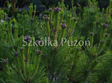 Pinus densiflora (sosna gęstokwiatowa) 'Umbraculifera'