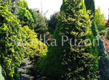 Picea omorica (świerk serbski) 'Aurea'