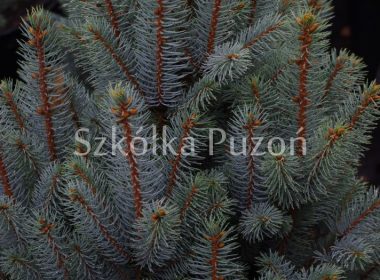 Picea pungens (świerk kłujący) 'Iseli Fastigiate'