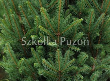 Picea abies (świerk pospolity) 'Cupressina'