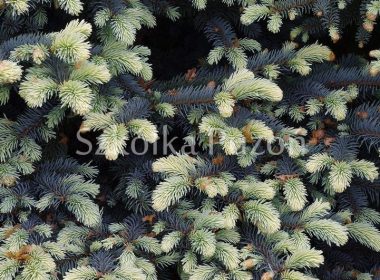 Picea pungens (świerk kłujący) 'Białobok'