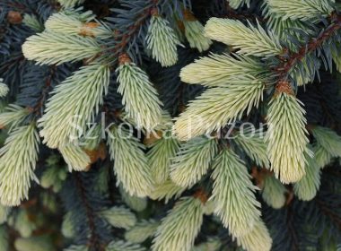Picea pungens (świerk kłujący) 'Białobok'