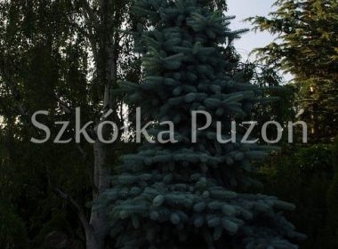 Picea pungens (świerk kłujący) 'Oldenburg'