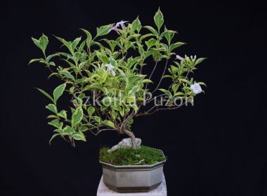 Rośliny formowane Bonsai