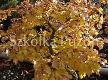 Fagus sylvatica (buk pospolity) (jesień)