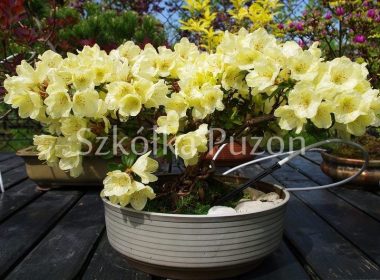 Rhododendron (różanecznik) 'Goldkrone'