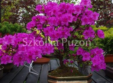 Rhododendron (azalia japońska) 'Kermesina'