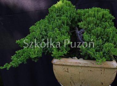 Juniperus procumbens (jałowiec rozesłany) 'Nana'