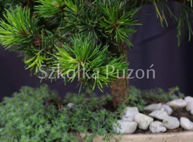 Pinus mugo (sosna górska) 'Jakobsen'