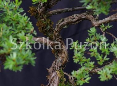 Potentilla fruticosa (pięciornik krzewiasty)