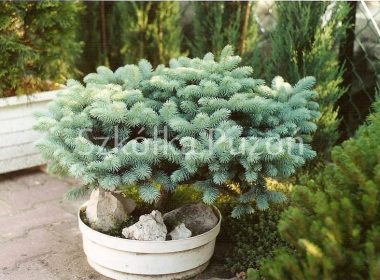 Picea pungens (świerk kłujący) 'Glauca Globosa'