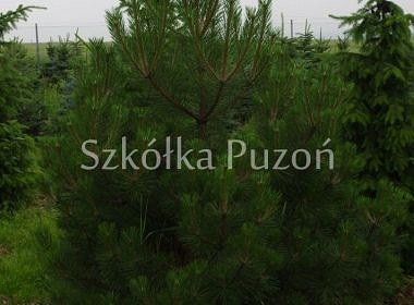 Pinus nigra (sosna czarna) 'Austriaca' 